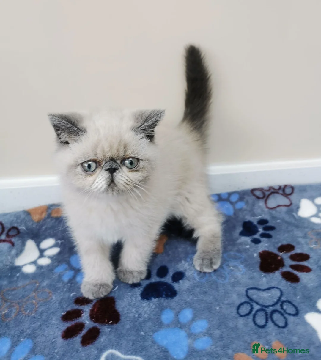 Exotic cats for sale: Pedigree exotic kittens - Advert 1