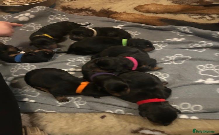 Rottweiler dogs - Advert 2