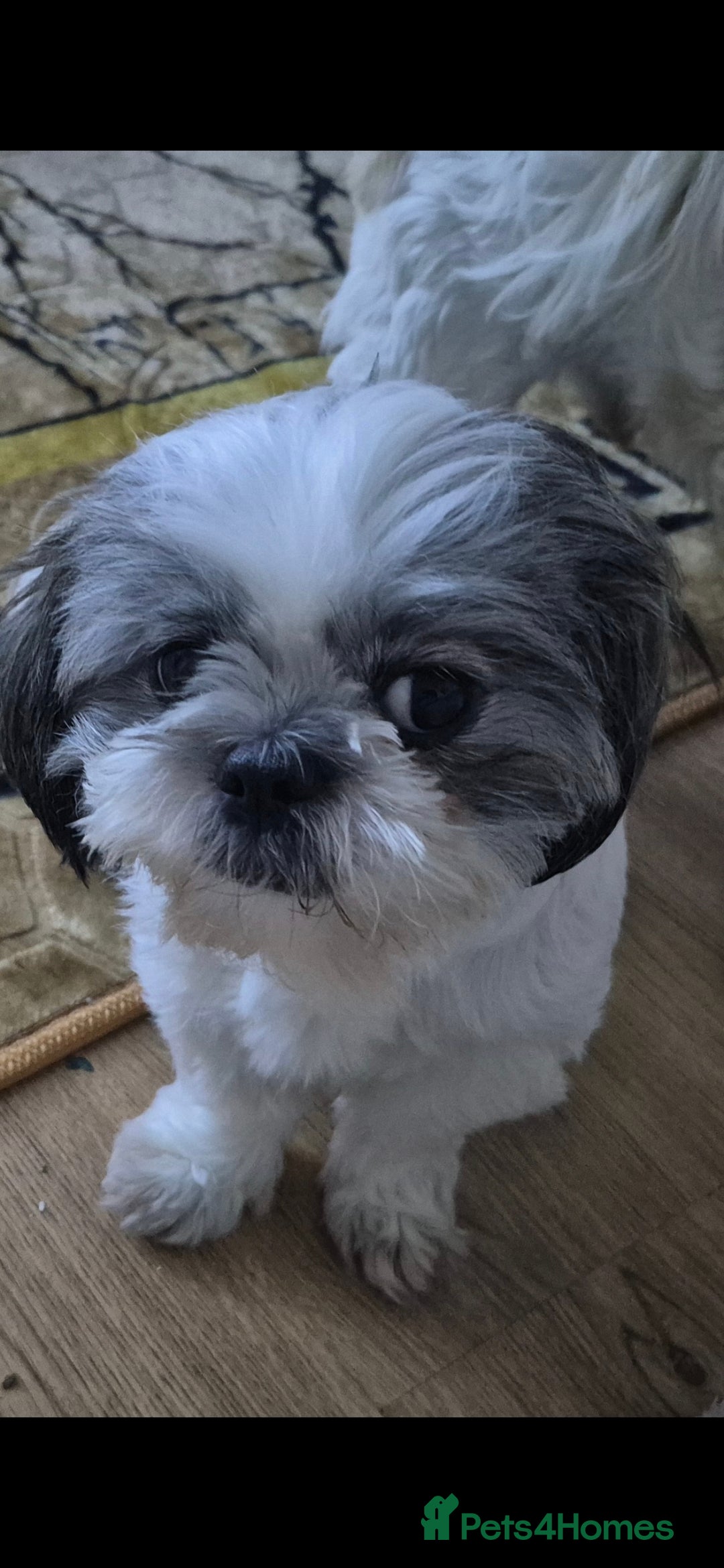 Shih Tzu dogs for sale: Shih tzu - Advert 9
