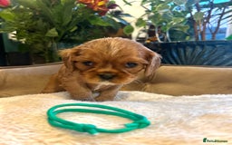 Cavalier King Charles Spaniel dogs for sale: 🫶🏻 Cavalier King Charles 🐶 - Image 25