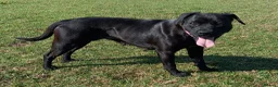 Mixed Breed dogs for sale: 3/4 Labrador Puppies for sale in Barrow-in-Furness - Advert 24
