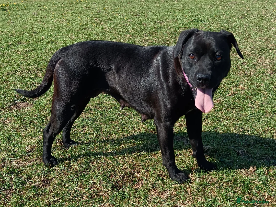 Mixed Breed dogs for sale: 3/4 Labrador Puppies for sale in Barrow-in-Furness - Advert 24