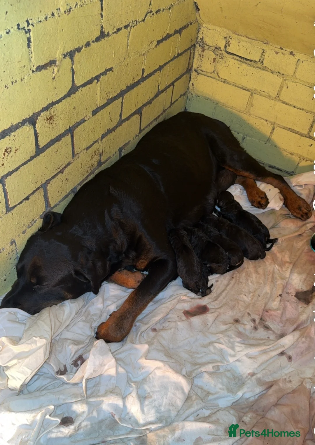Mixed Breed dogs for sale: Rottweiler X puppies in Bradford - Advert 2