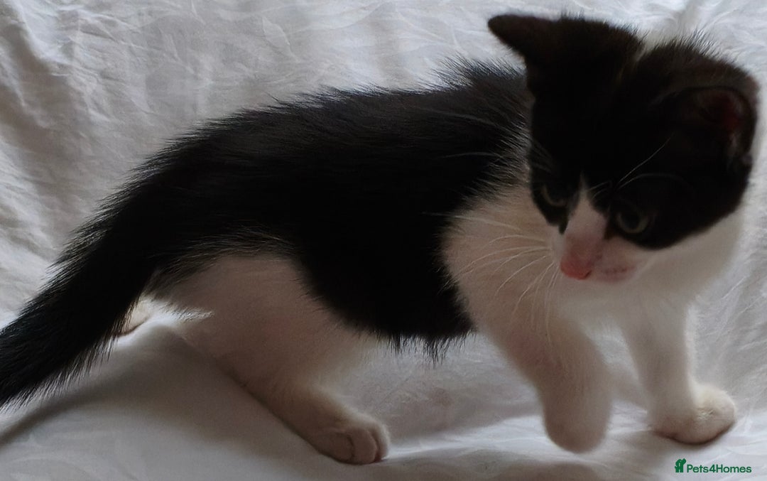 Tibetan cats for sale: Tabby white kittens looking for a lovely home - Advert 3