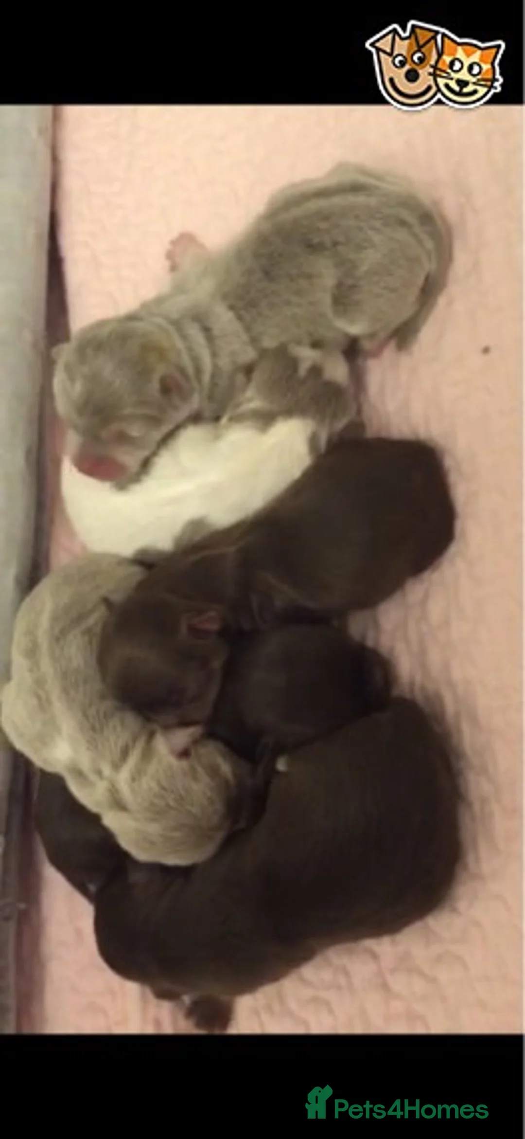 Chihuahua dogs for stud: Lilac and tan Russian import stud dog DNA tested in Rotherham - Advert 27