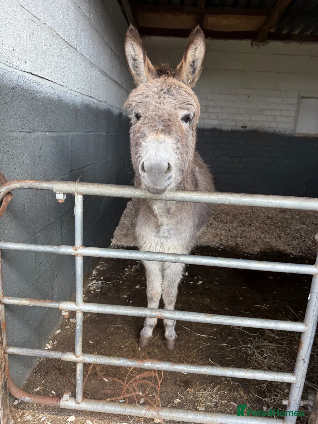 Donkey livestock for sale: 5 year old super sweet small gelding donkey - Advert 4
