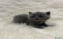 British Shorthair cats for sale: 🩶Adorable & chunky GCCF Bsh kittens🩶 - Image 15
