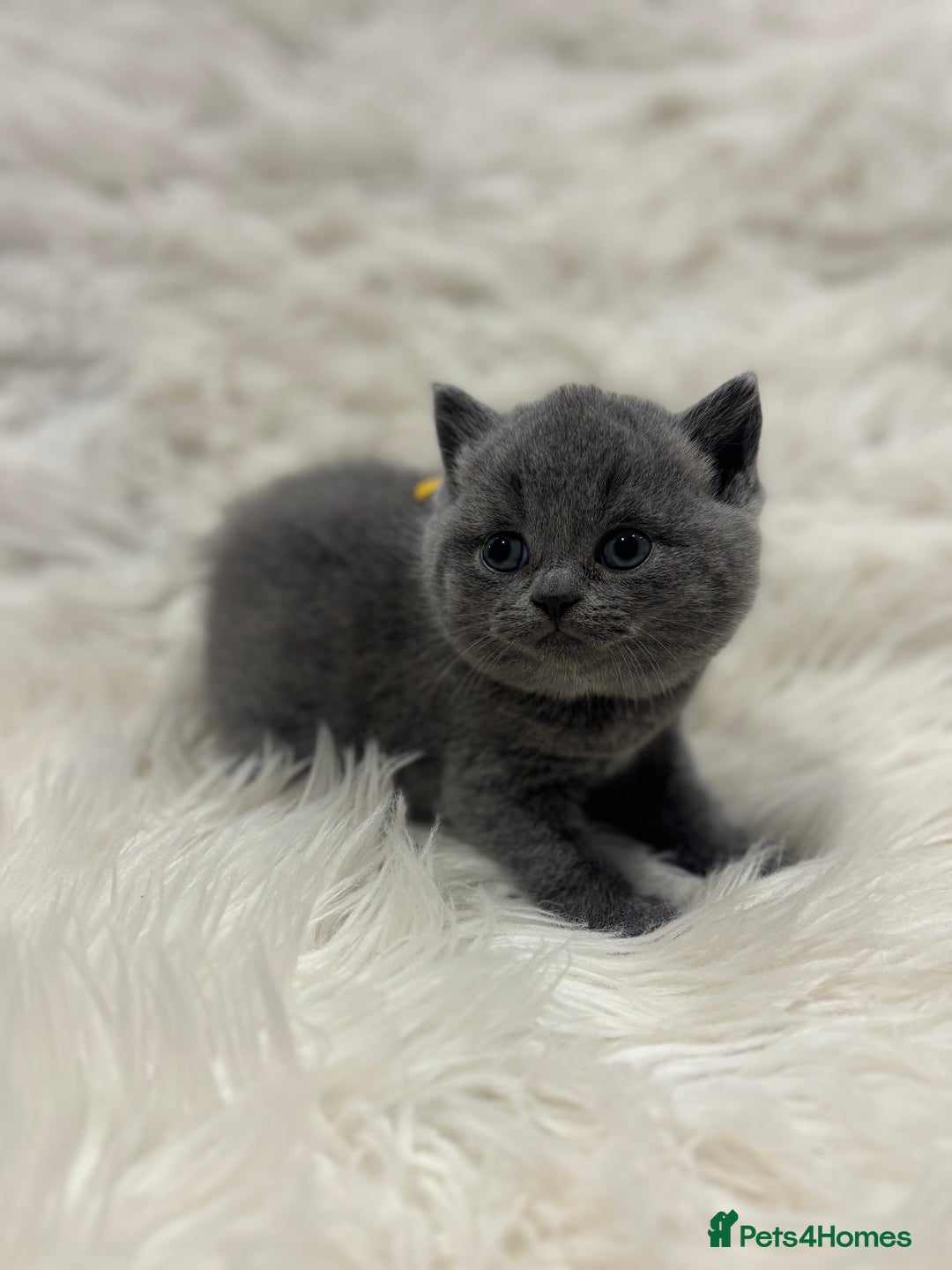 British Shorthair cats for sale: 🩶Adorable & chunky GCCF Bsh kittens🩶 - Image 15