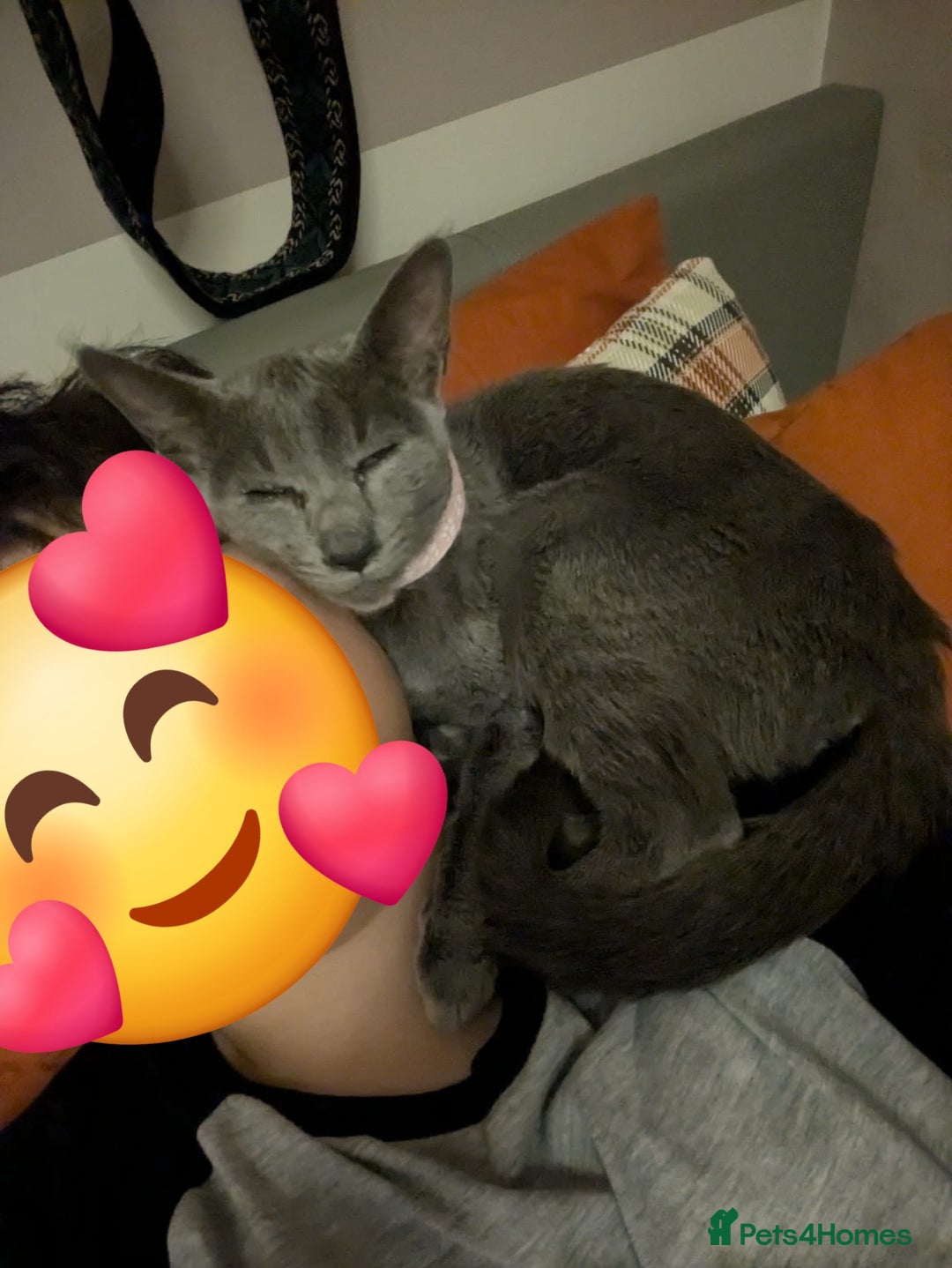 Oriental cats for sale: Beautiful blue/gray oriental kittens - Advert 33