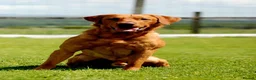 Labrador Retriever dogs for sale: KC Registered Red Fox/Golden Labrador Puppies  - Advert 5