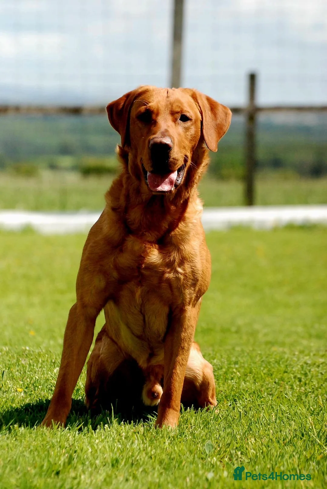 Labrador Retriever dogs for sale: *Reduced*KC Registered Labrador Puppies  - Advert 13