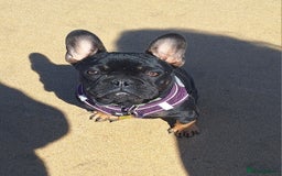 French Bulldog dogs for sale: Ted - French bulldog  - Image 4
