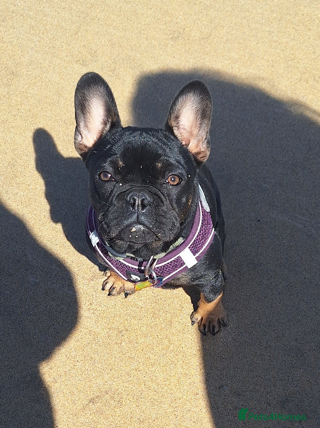 French Bulldog dogs for sale: Ted - French bulldog  - Image 4