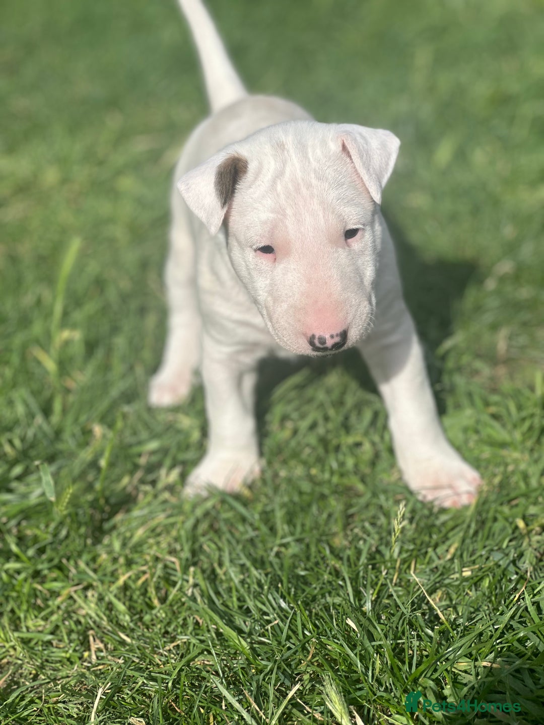 English Bull Terrier dogs for sale: 1 male and 2 female looking for new home - Image 7