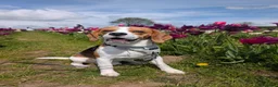 Beagle dogs for stud: Baxter - 2 Year Old Beagle for Stud - Advert 19