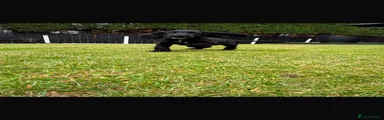 Cocker Spaniel 4
