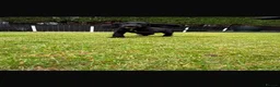 Cocker Spaniel dogs for sale: *Beautiful Litter Of Cockerspaniels* - Advert 24