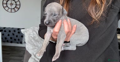 Whippet dogs - Advert 1