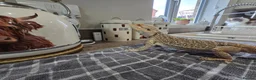 Bearded Dragon reptiles for sale: Spikey the Bearded Dragon including all setup 2yo - Advert 3