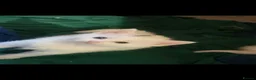 British Shorthair cats for sale: 4 super cute fluffy kittens  - Advert 5