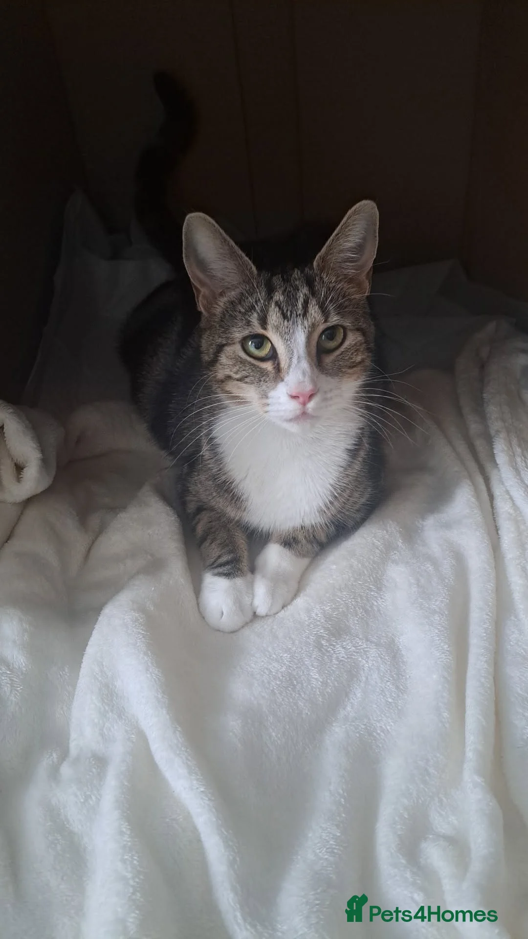 Mixed Breed cats for sale: Kittens 🥰 - Advert 11