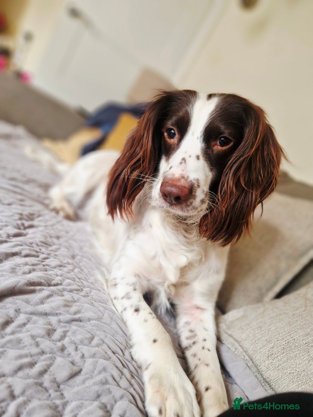 English Springer Spaniel dogs Kc registered working Springer Spaniel  - Advert 4