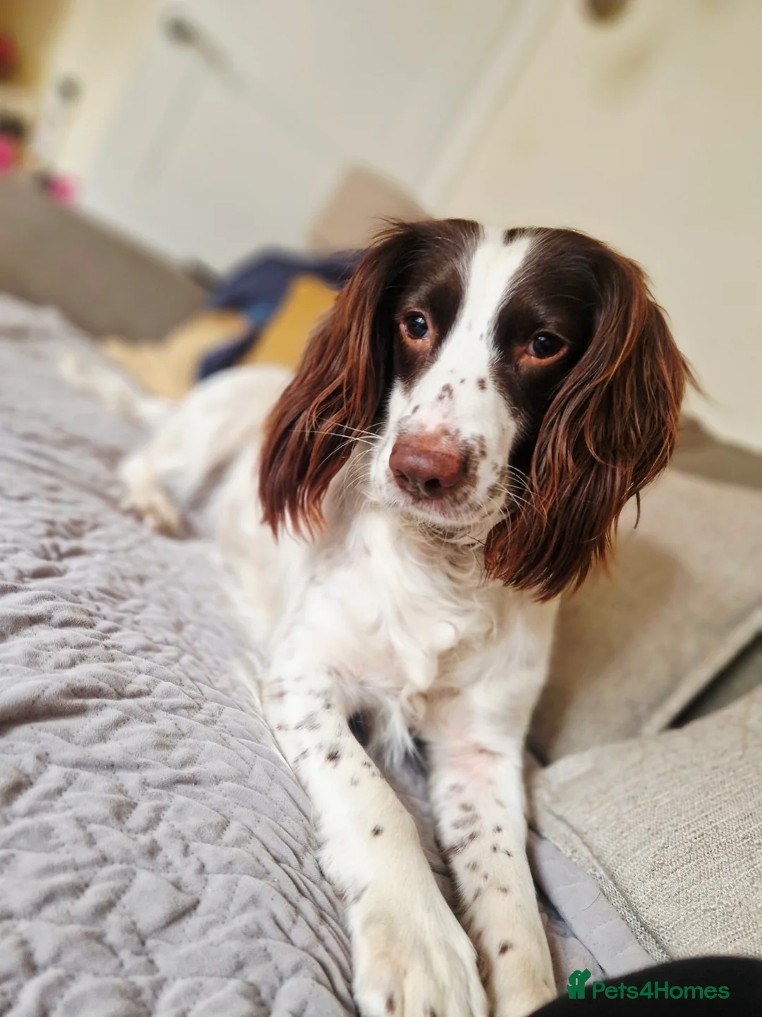 English Springer Spaniel dogs for sale: Working English springer pups  in Littleborough - Advert 2