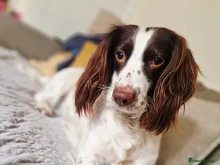 English Springer Spaniel dogs Kc registered working Springer Spaniel - Advert 7