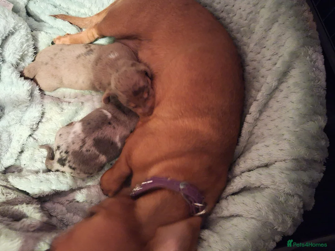 Miniature Dachshund dogs for sale: 2choc dapple boys available - Advert 2