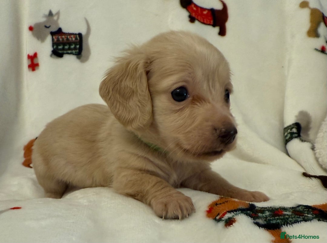 Miniature Dachshund dogs for sale: Beautiful Cream Longcoats Miniature Dachshund  - Advert 1