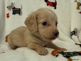 Miniature Dachshund dogs Beautiful Cream Longcoats Miniature Dachshund - Advert 4