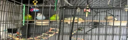 Cockatiels birds for sale: 3 budgies and 2 cockatiels in Kidlington - Advert 13