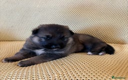 Shepsky dogs for sale: Gorgeous Shepsky pups (German shepherd x Husky) - Image 2