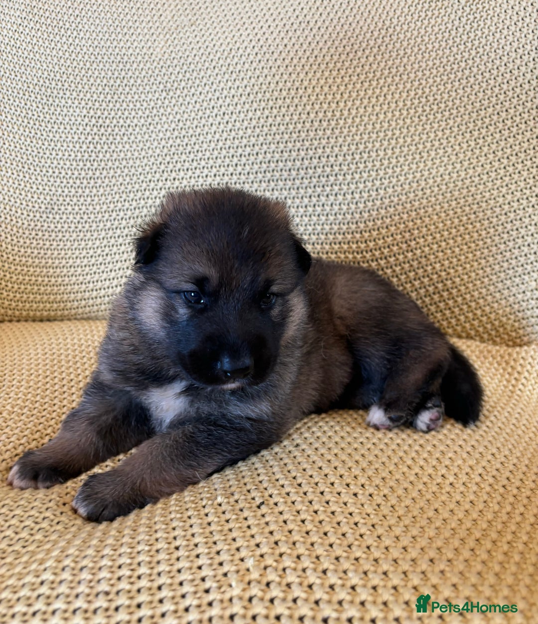 Shepsky dogs for sale: Gorgeous Shepsky pups (German shepherd x Husky) - Image 2