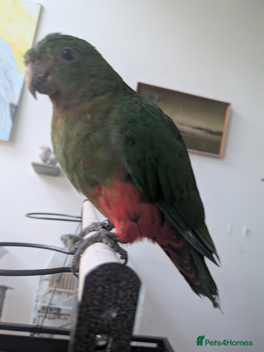 Parrots birds for sale: Australian King's parrot babies  - Image 5