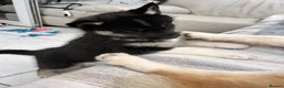 Siberian Husky dogs for sale: Siberian husky pure breed  - Advert 5