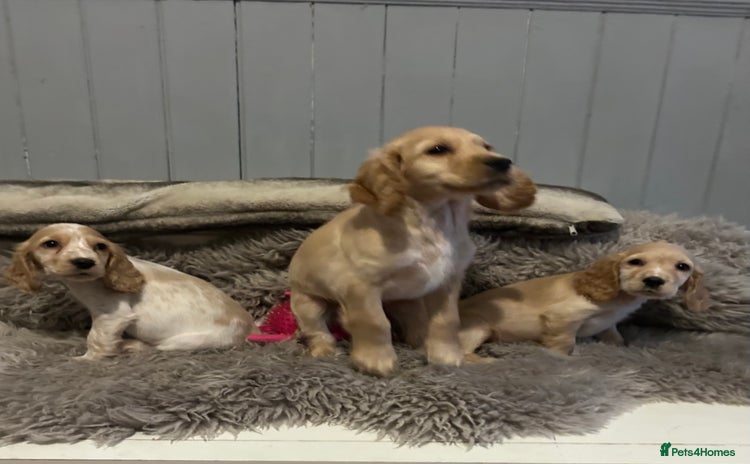 Cocker Spaniel dogs - Advert 4