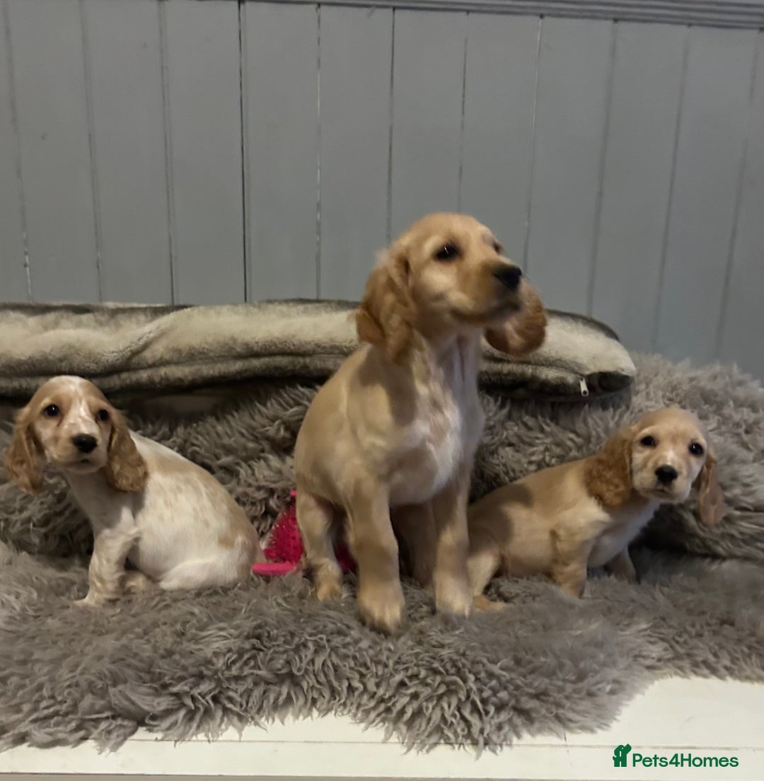 Cocker Spaniel dogs for sale: Health tested cocker spaniel puppies  - Advert 1