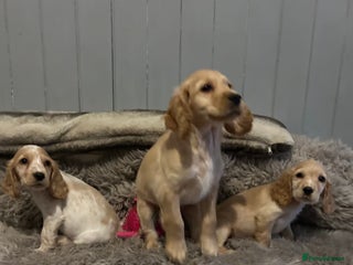 Cocker Spaniel dogs Health tested cocker spaniel puppies - Advert 5