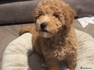 Miniature Poodle dogs Miniature Poodle male puppy - Advert 1