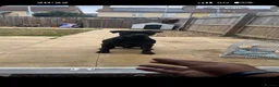 Mixed Breed dogs for sale: CANE CORSO X ROTTWEILER  - Advert 10