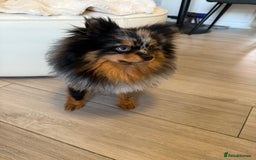 Pomeranian dogs for sale: miniature Pomeranian - Image 3
