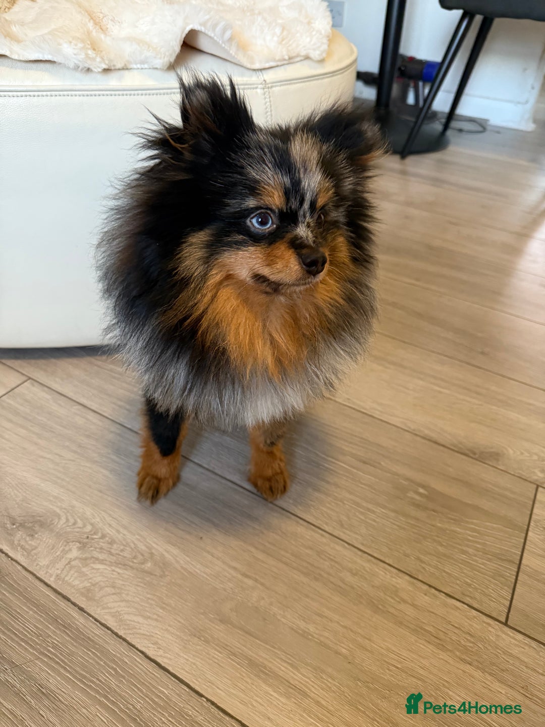 Pomeranian dogs for sale: miniature Pomeranian - Image 3