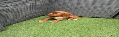 Cocker Spaniel 4