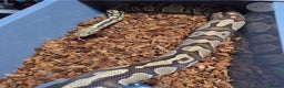 Python Snake reptiles for sale: Multiple adult female royal python  - Advert 6