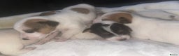 Jack Russell dogs for sale: Miniature Jack Russell puppies🐶 - Advert 3
