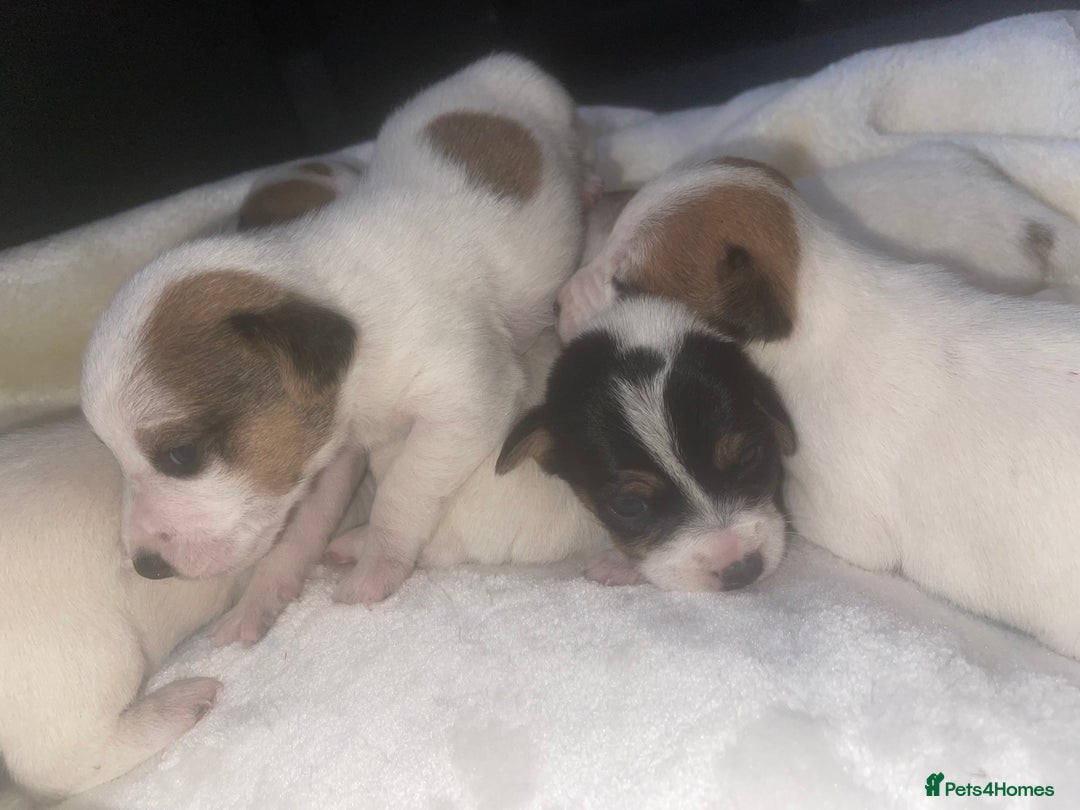 Jack Russell dogs for sale: Miniature Jack Russell puppies🐶 - Advert 3