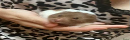 Hamster rodents for sale: Male hamster for rehome - Advert 1