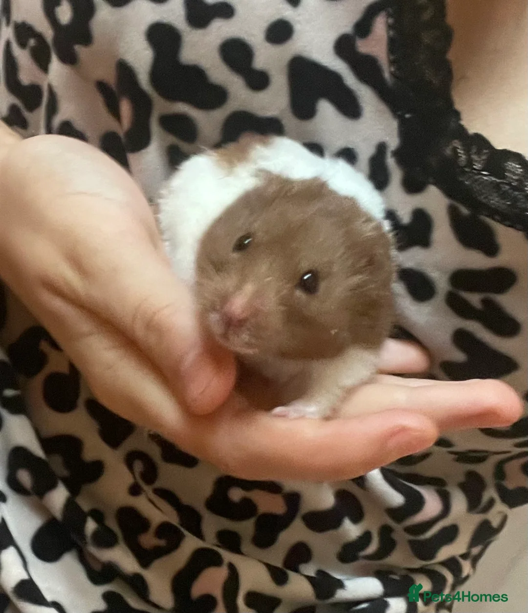 Hamster rodents for sale: Male hamster for rehome - Advert 1