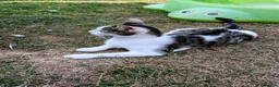 Mixed Breed cats for sale: Mixed-breed kittens looking for loving homes - Advert 13